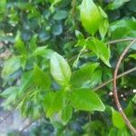 Jasminum odoratissimum Leaf