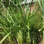 Typha latifoliaᱥᱟᱠᱟᱢ