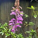 Buddleja lindleyana Flor