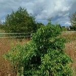 Quercus myrsinifolia Habitus