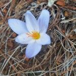 Crocus cancellatus ফুল