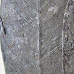 Guatteria richardii Otro