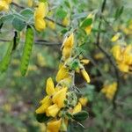 Cytisus villosus Drugo