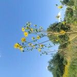 Silphium terebinthinaceum Flower