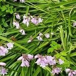 Hyacinthoides hispanica Hàbitat