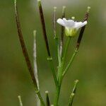 Cardamine asarifolia 果實