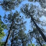 Pinus echinata Hábito