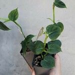 Philodendron lupinum Hoja