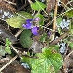 Viola odorata Feuille