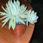 Dudleya greenei 叶