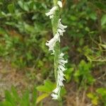 Spiranthes vernalis Květ