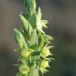 Lysimachia linum-stellatum Vaisius