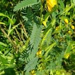 Chamaecrista fasciculata Blad