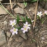 Claytonia caroliniana 花