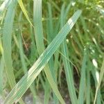 Phragmites australisDeilen