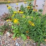 Buphthalmum salicifolium Hábito
