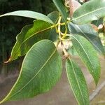 Eucalyptus sideroxylon Levél