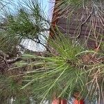 Pinus pinaster Листок