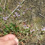 Limonium auriculiursifolium Други