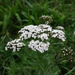 Achillea millefoliumഇല