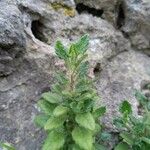 Teucrium flavum Levél