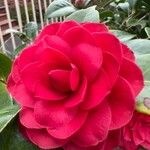 Camellia oleifera Blomst