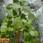 Parietaria floridana Hoja
