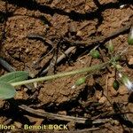 Holosteum umbellatum Характер