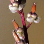 Triglochin bulbosa Kvet
