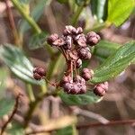 Ceanothus thyrsiflorus Fruit