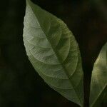 Rinorea amapensis Leaf