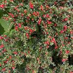 Cotoneaster nan-shan ഫലം