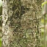 Licania densiflora Bark
