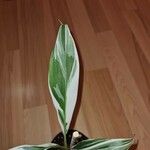 Alpinia zerumbet Leaf