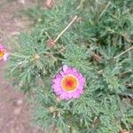 Argyranthemum frutescensKvět