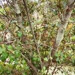 Fremontodendron californicum Vekstform