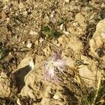 Dianthus superbus Floare