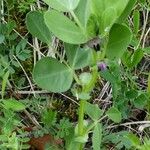 Vicia johannis Habitus