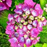 Hydrangea macrophyllaÕis