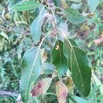 Populus balsamifera Yaprak