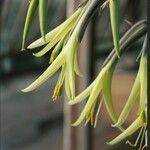 Puya mirabilis फूल