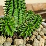 Euphorbia susannae Feuille
