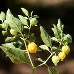 Physalis viscosa Blüte