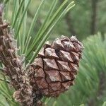 Pinus mugo Плід