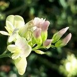 Vicia dumetorum Kukka