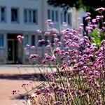 Verbena bonariensis Drugo