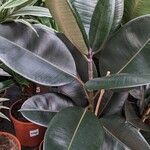 Ficus elastica Tervik taim