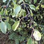 Rhamnus catharticaVaisius