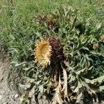 Carlina acanthifolia Habitus