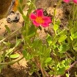 Portulaca umbraticola 整株植物